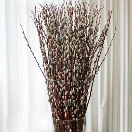 Fresh Cut Flowers - Pussy Willow per Stem 100cm 2210