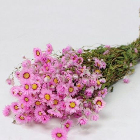 Dried Flower - Rodanthe Pink 45cm 2210