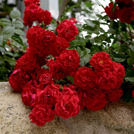 Fresh Cut Flowers - Roses Red Ribbon 70cm (Ecuador) 2210