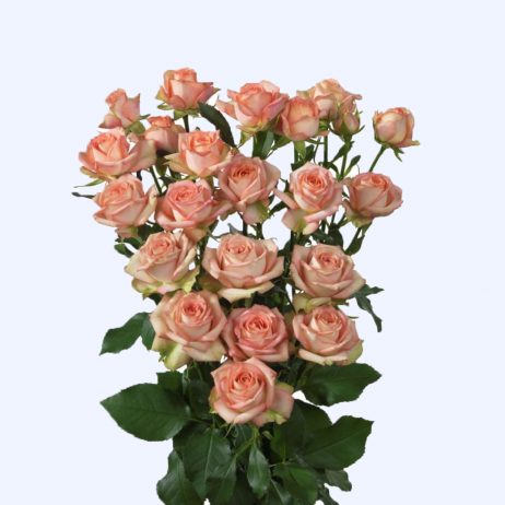 Fresh Cut Flowers - Roses Spray Azore Peach Pink 70cm 5+FL 2210