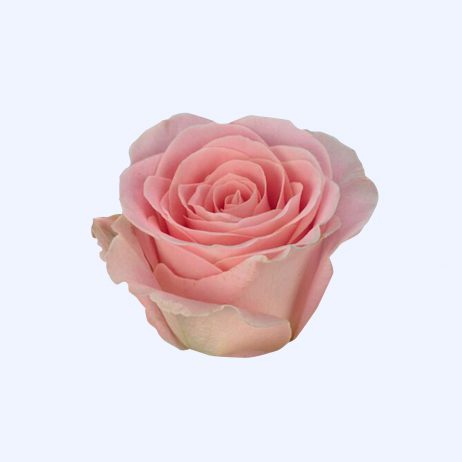 Fresh Cut Flowers - Roses Baby Face Light Pink  60cm Per Stem (Kenya) 2510