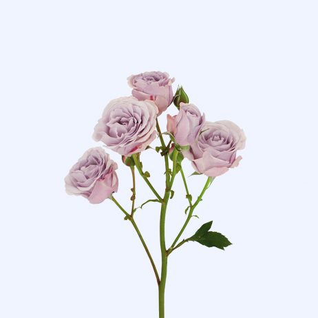 Fresh Cut Flowers - Roses Spray Silver Lavender 70cm 5+FL 2210