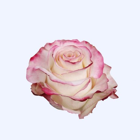 Fresh Cut Flowers - Roses Sweetness 2 Tone 70cm (Holland) 2210
