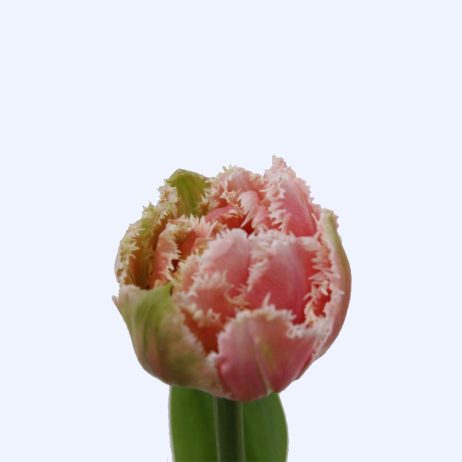 Fresh Cut Flowers - Tulips French Queensland 33cm 2210