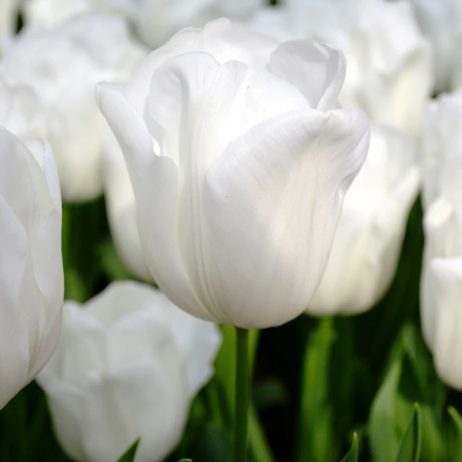 Fresh Cut Flowers - Tulips Royal Virgin White 0710