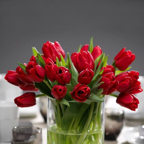 Fresh Cut Flowers - Tulips Ile France Red 42cm 2210