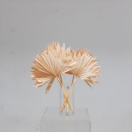 Dried Flower - Palm SUN Terra Peach MEDIUM