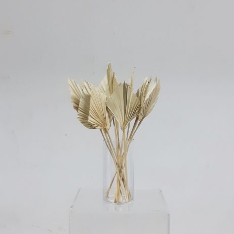 Dried Flowers - Palm Spear Dried Natural (Medium) 40577