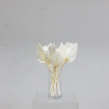 Dried Flower - Palm Spear BLEACHED (Medium)