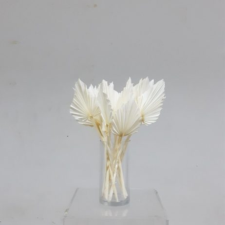 Dried Flower -  Palm Spear Bleached (Tall)
