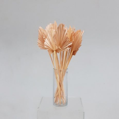 Dried Flower - Palm Spear Terra Peach (Tall)