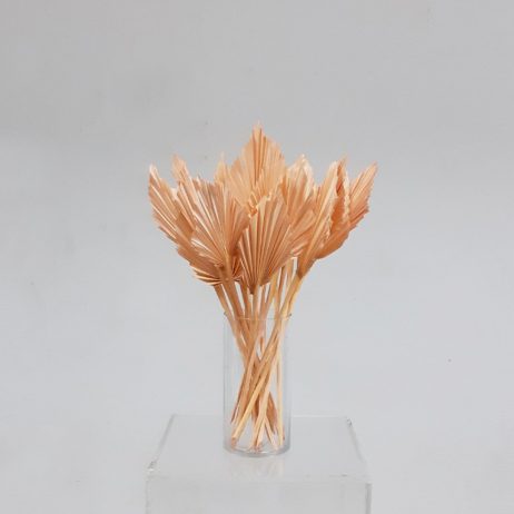 Dried Flowers - Palm Spear Terra Peach (Medium) 59251