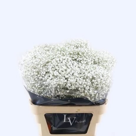Fresh Cut Flowers - Gypsophilla Xcellence 80cm Per Stem (Holland) 2510
