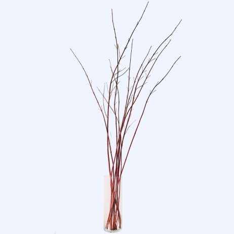Dried Flowers - Cornus Red Sibirica 170cm (Per Stem) 10735