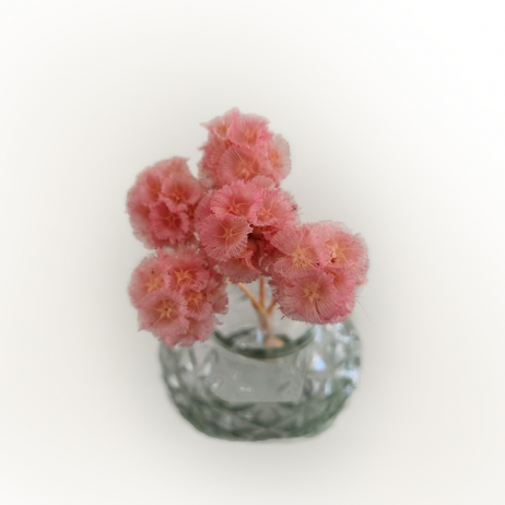 18th Store LCC - Scabiosa Stellata Flower (Per Bundle) L82407