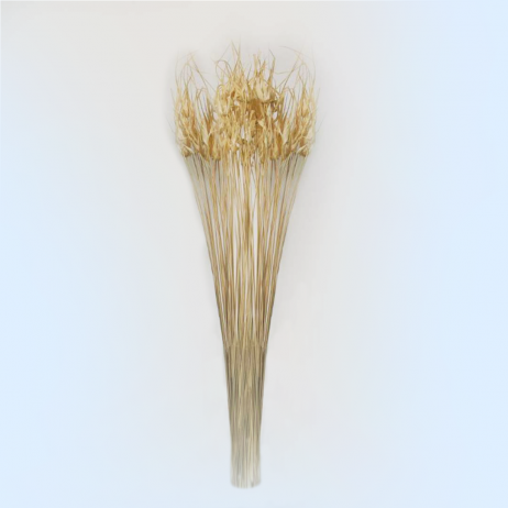 Dried Flowers - Tulipan Grass Bleached (Per Bundle) 52940