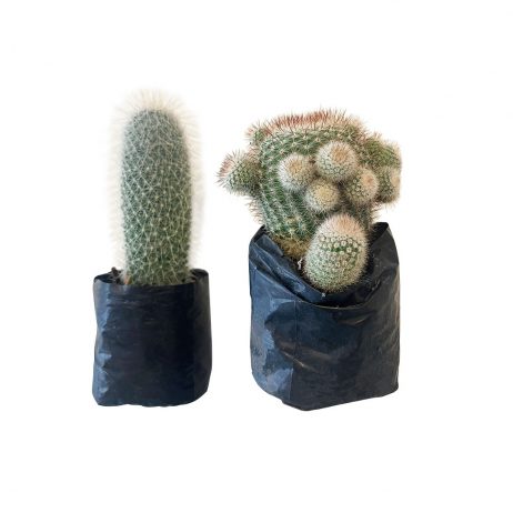 18th Store LCC - Assorted Cactus in Polybag L86224
