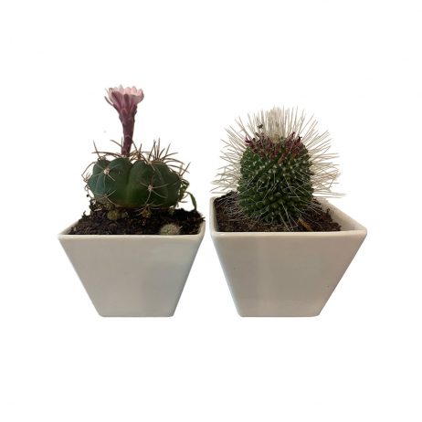 18th Store LCC - Assorted Cactus in White Ceramic Vase L96215