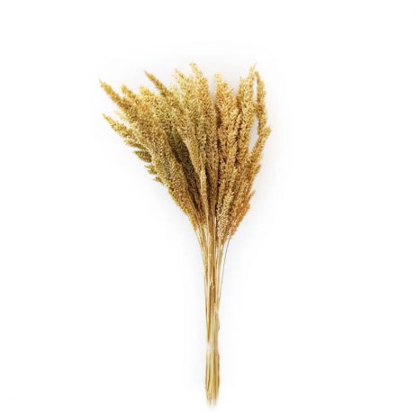 18th Store LCC - Wheat Grass (Natural) L44618