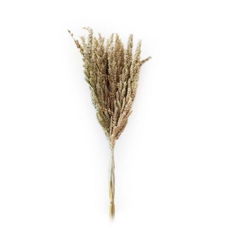 18th Store LCC - Wheat Grass (Off White) L51270
